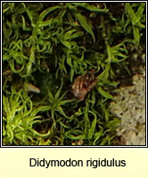 Didymodon rigidulus, Rigid Beard-moss