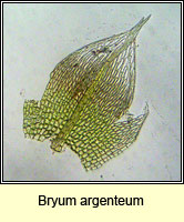 Bryum argenteum Silver-moss
