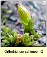 Orthotrichum 