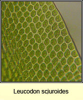 Leucodon sciuroides, Squirrel-tail Moss