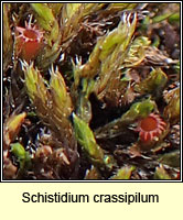 Schistidium crassipilum