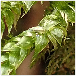 Brachythecium salebrosum, Smooth-stalk Feather-moss