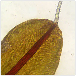Syntrichia ruralis, Great Hairy Screw-moss