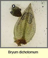 Bryum dichotomum