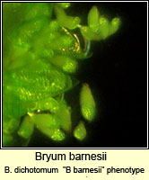 Bryum barnesii (Bryum dichotomom)