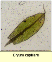 Bryum capillare