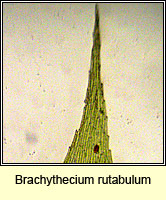 Brachythecium rutabulum