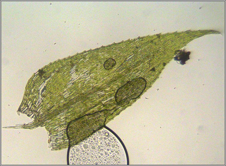 Oxyrrhynchium hians, Swartz's Feather-moss