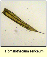 Homalothecium sericeum