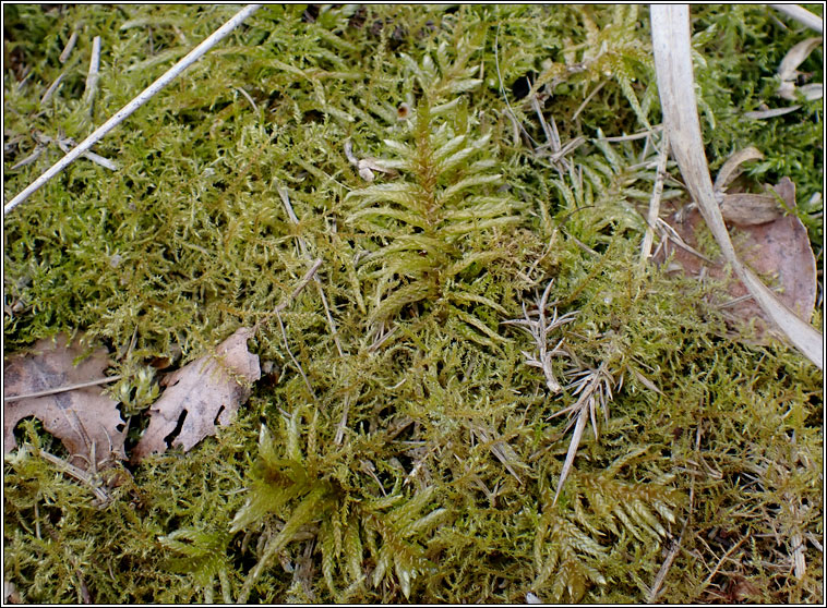 Pseudoscleropodium purum, Neat Feather-moss