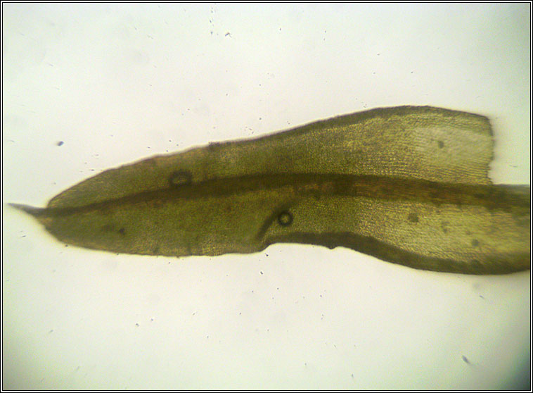 Barbula unguiculata, Bird's-claw Beard-moss