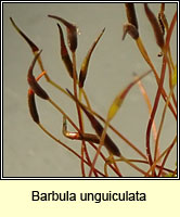 Barbula unguiculata, Birds-claw Beard-moss