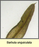 Barbula unguiculata, Birds-claw Beard-moss