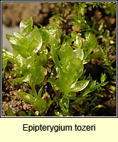 Epipterygium tozeri, Tozer's Thread-moss