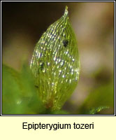 Epipterygium tozeri, Tozer's Thread-moss