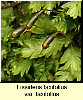 Fissidens taxifolius var taxifolius, Common Pocket-moss