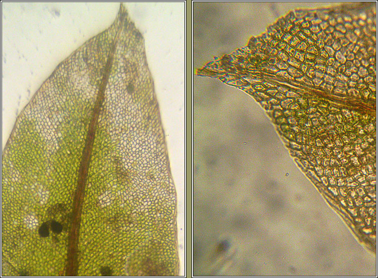 Fissidens viridulus, Green Pocket-moss