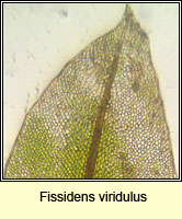 Fissidens viridulus Q, Green Pocket-moss