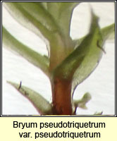 Bryum pseudotriquetrum, Marsh Bryum