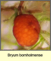 Bryum bornholmense