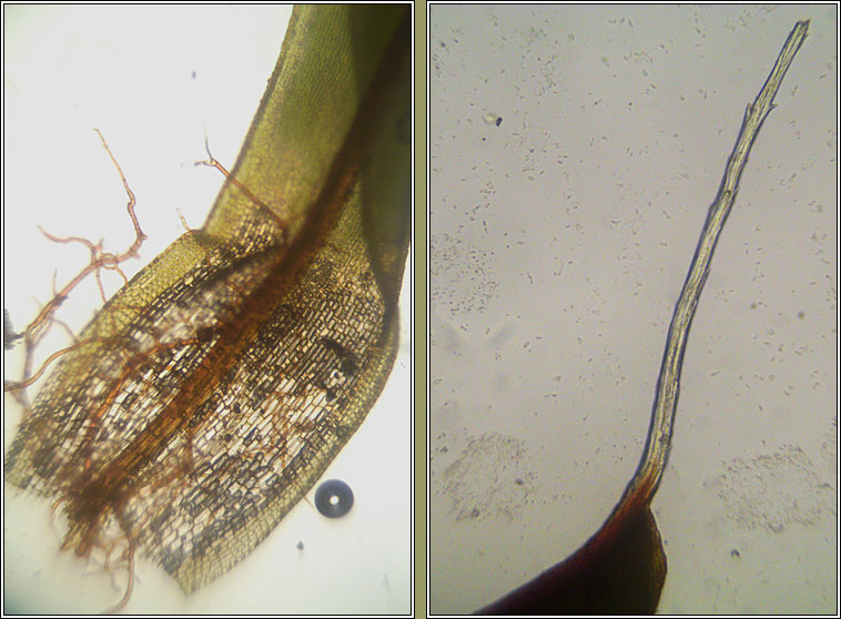 Syntrichia laevipila, Small Hairy Screw-moss