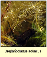 Drepanocladus aduncus, Knieff's Hook-moss