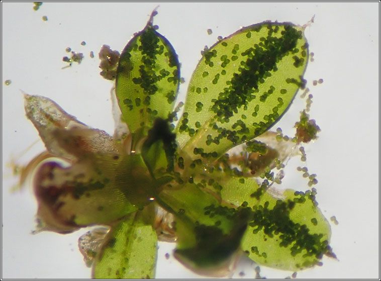 Syntrichia papillosa, Marble Screw-moss