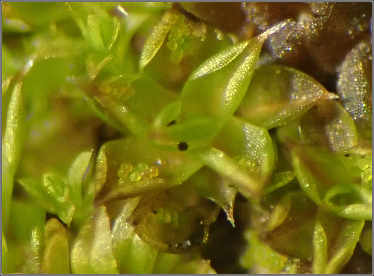 Syntrichia papillosa, Marble Screw-moss