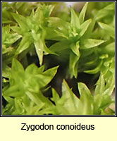 Zygodon conoideus, Lesser Yoke-moss