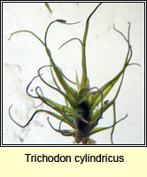Trichodon cylindricus, Cylindric Ditrichum