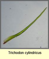Trichodon cylindricus, Cylindric Ditrichum