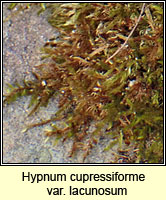 Hypnum lacunosum var lacunosum, Great Plait-moss