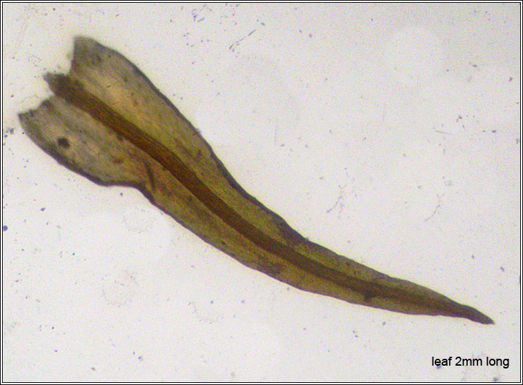 Didymodon fallax, False Beard-moss