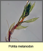 Pohlia melanodon, Pink-fruited Thread-moss