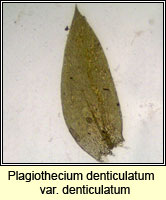 Plagiothecium denticulatum, Dentated Silk-moss