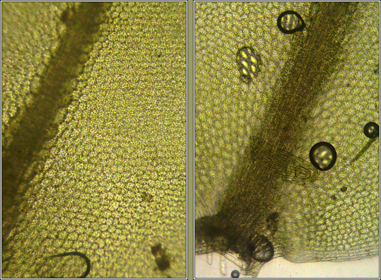 Plagiomnium rostratum, Long-beaked Thyme-moss