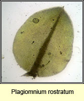 Plagiomnium rostratum, Long-beaked Thyme-moss