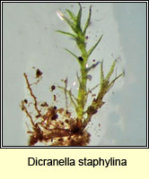Dicranella staphylina, Field Forklet-moss