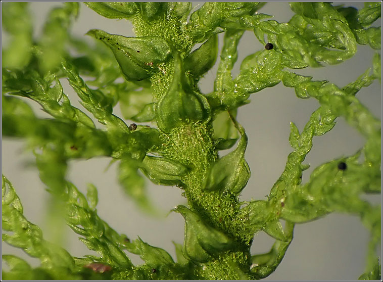 Thuidium tamariscinum, Common Tamarisk-moss