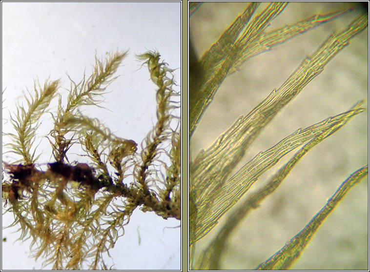Rhynchostegiella tenella, Tender Feather-moss