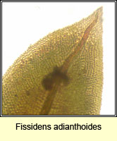 Fissidens adianthoides, Maidenhair Pocket-moss