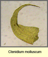 Ctenidium molluscum, Comb-moss
