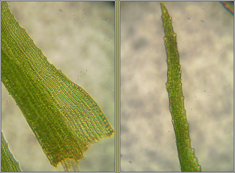 Dicranella heteromalla, Silky Forklet-moss