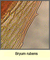 Bryum rubens, Crimson-tuber Thread-moss