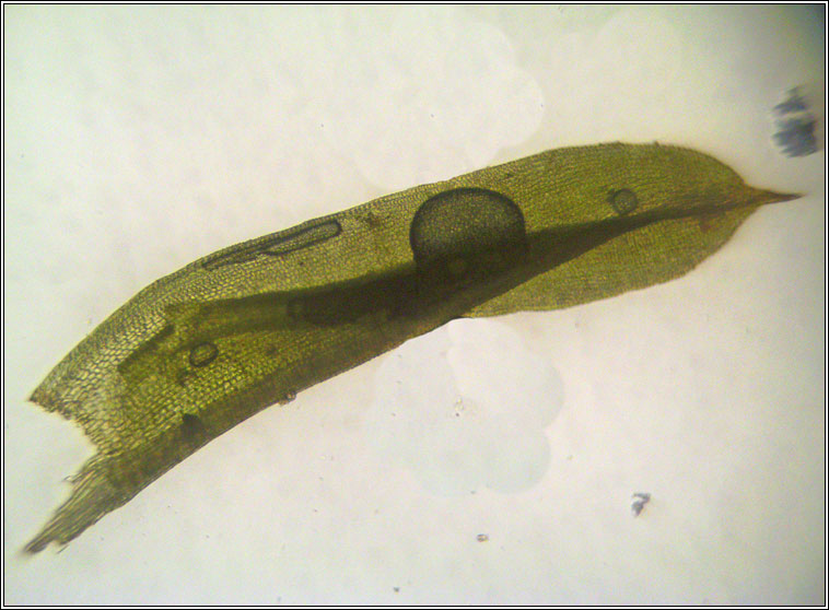 Trichostomum brachydontium, Variable Crisp-moss