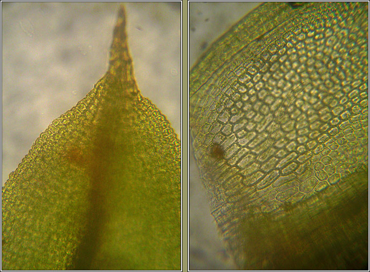 Trichostomum brachydontium, Variable Crisp-moss