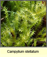 Campylium stellatum, Yellow Starry Feather-moss
