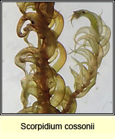 Scorpidium cossonii, Intermediate Hook-moss