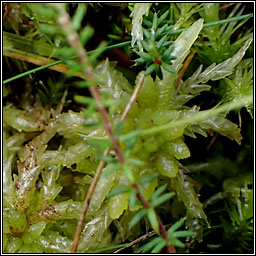 Sphagnum palustre, Blunt-leaved Bog-moss