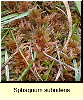 Sphagnum subnitens, Lustrous Bog-moss